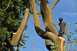 Tree climber performing tree service in Smithville